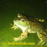 /home//u458753944/public_html/sourcegallery//Frogs/More bullfrogs/P5250036.JPG